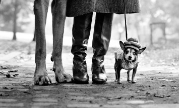 Elliott Erwitt. Une rétrospective 